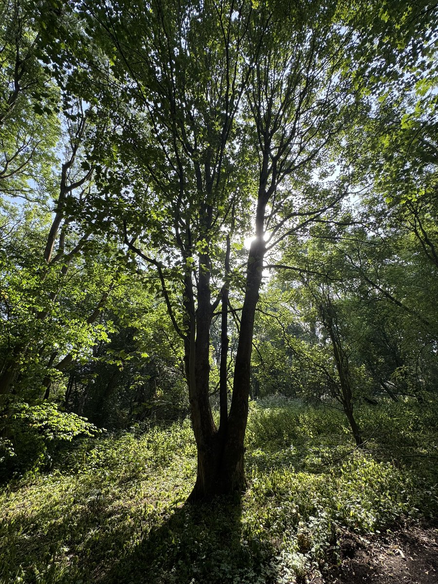 More trees from the early morning wandering 😊 #TreeClub