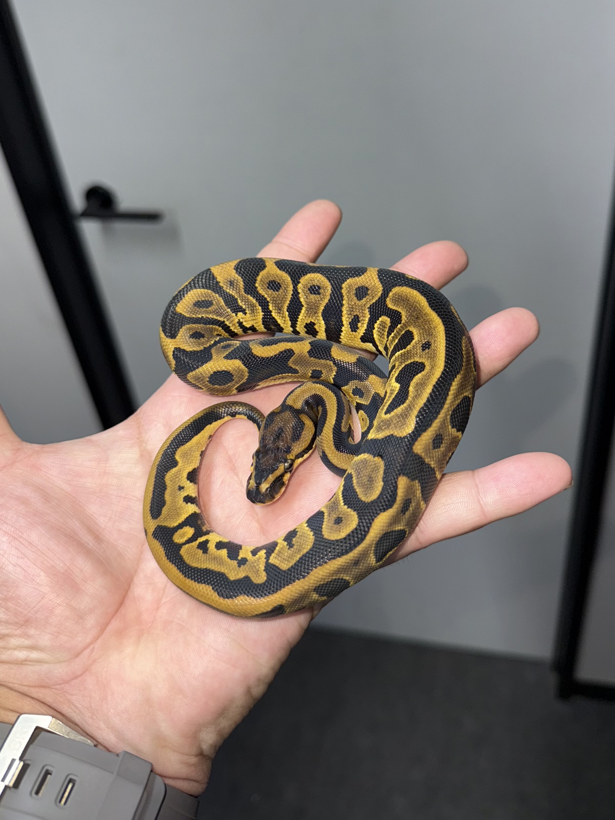 パーフェクト ボールパイソン パーフェクトボールパイソン PERFECT BALL PYTHON 爬虫類 本