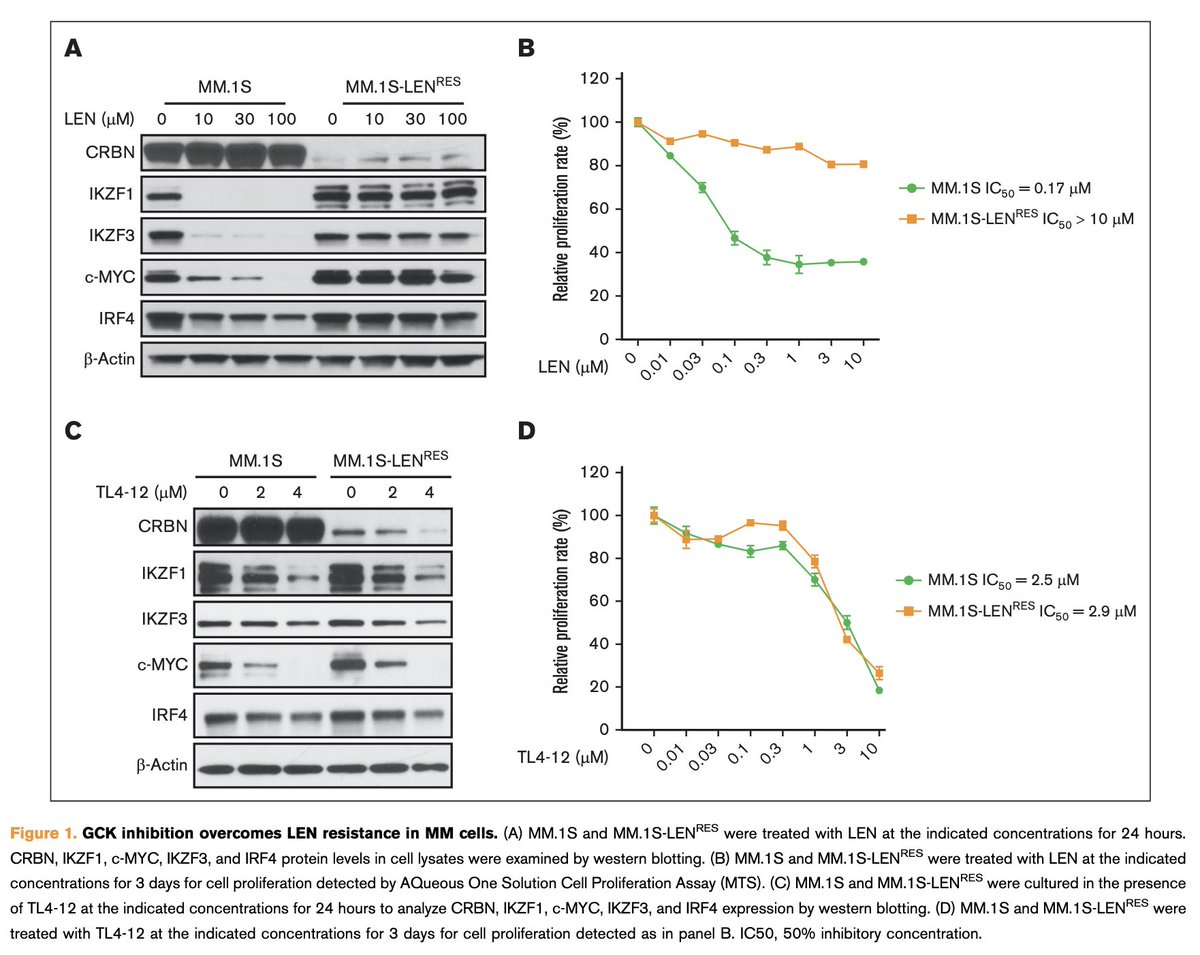 Myeloma_Doc's tweet photo. #Myeloma Paper of the Day: Germinal center kinase inhibition enhances iberdomide's anti-myeloma effects by promoting IKZF1 degradation via a CRBN-independent mechanism in both in vitro and in vivo models: https://t.co/FZaRUIngTT. #mmsm @SLentzsch @DivayaB https://t.co/jRnFqDVbxQ