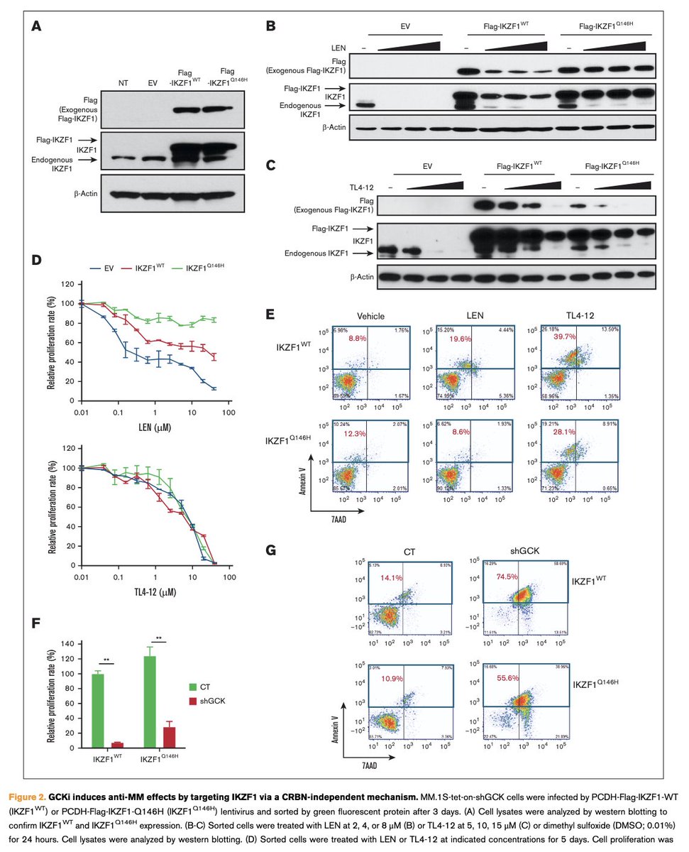 Myeloma_Doc's tweet photo. #Myeloma Paper of the Day: Germinal center kinase inhibition enhances iberdomide's anti-myeloma effects by promoting IKZF1 degradation via a CRBN-independent mechanism in both in vitro and in vivo models: https://t.co/FZaRUIngTT. #mmsm @SLentzsch @DivayaB https://t.co/jRnFqDVbxQ