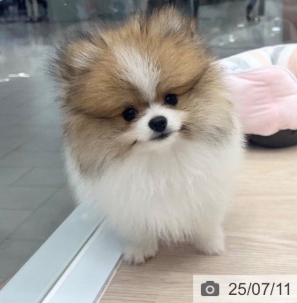 tossy0409's tweet photo. ショップにいた頃のハニたん✨
あんまり変わらない🤣
パイセンのコナちゃんは
毛の色が結構変わったね😅
#コナ368日目 #ハニー19日目
#ポメラニアン
#PETPlus https://t.co/KbY2SnmIWU