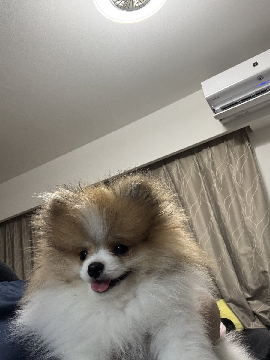 tossy0409's tweet photo. ショップにいた頃のハニたん✨
あんまり変わらない🤣
パイセンのコナちゃんは
毛の色が結構変わったね😅
#コナ368日目 #ハニー19日目
#ポメラニアン
#PETPlus https://t.co/KbY2SnmIWU