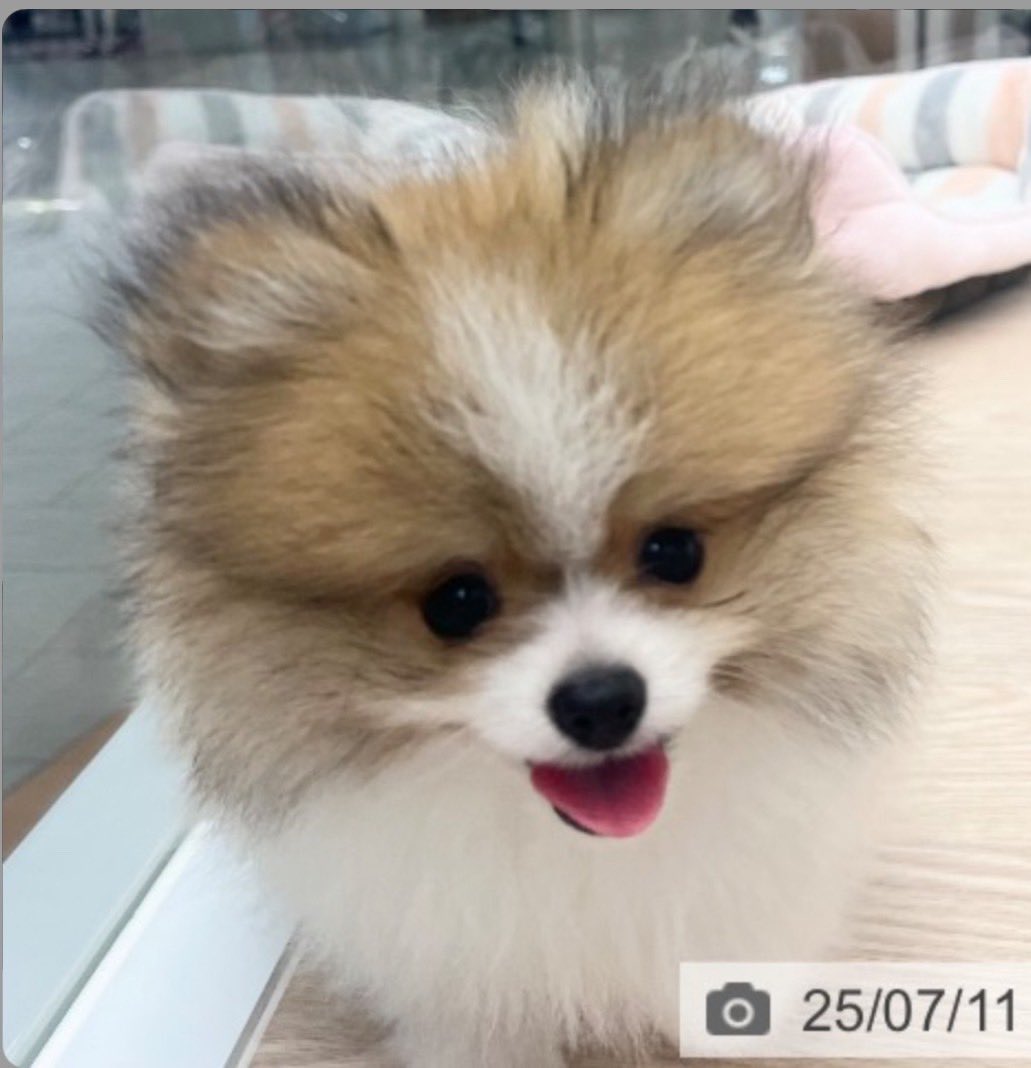 tossy0409's tweet photo. ショップにいた頃のハニたん✨
あんまり変わらない🤣
パイセンのコナちゃんは
毛の色が結構変わったね😅
#コナ368日目 #ハニー19日目
#ポメラニアン
#PETPlus https://t.co/KbY2SnmIWU