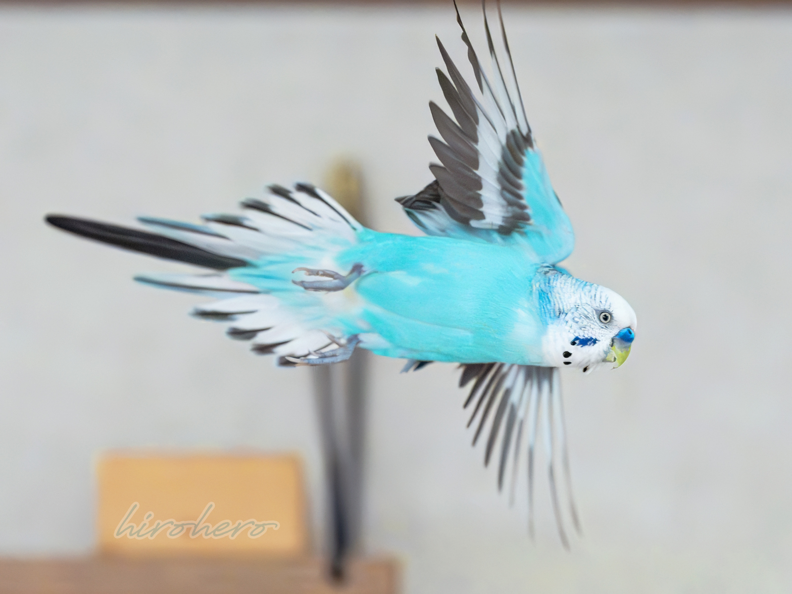 hiro　　アネモネ、信長、インコ hirohero on X: 