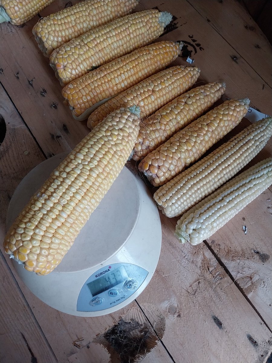 Rikmanspoel tweet media