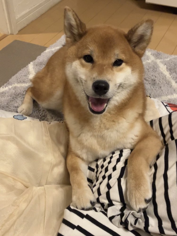 柴犬(茶色)☆ 柴ドリル #柴犬 #しばいぬ #しば #柴 #shiba #shibainu #柴犬の