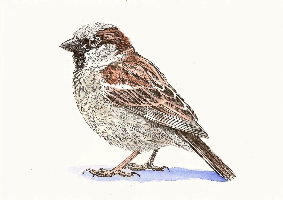 AtelierGeeraets's tweet image. Vandaag was het tijd voor een huismus. Dus ik maakte een huismus. 

‘Huismus’
21 x 29,7 cm
Inkt en aquarel op papier

Delen is lief.