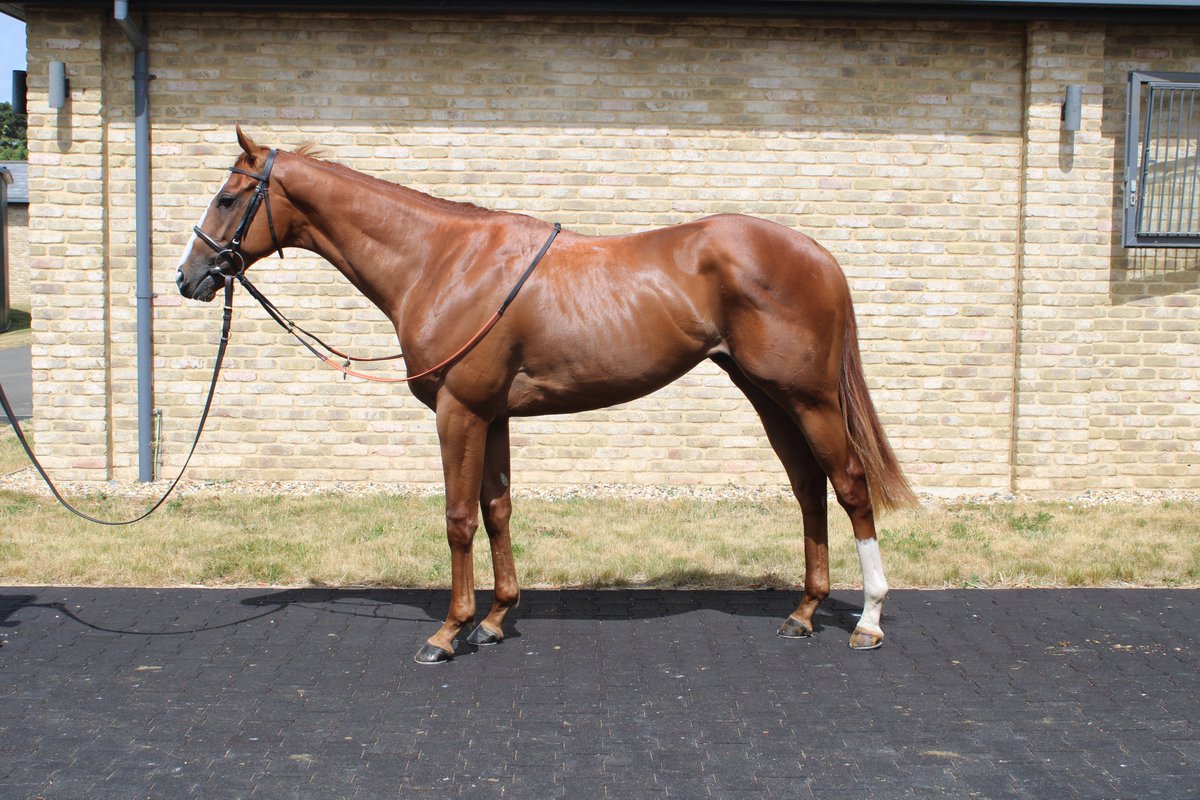 William Knight (@wknightracing) on Twitter photo We've got 2 runners today:
<a href="/salisburyraces/">Salisbury Racecourse</a>
2.30pm CROWN OF LIGHT runs over 6f with <a href="/WilliamBuickX/">William Buick</a> booked to ride.
<a href="/kemptonparkrace/">Kempton Park Racecourse</a>
8.15pm DUBAWI TIME runs over 1m3f219y with <a href="/oismurphy/">OisΓn Murphy</a> booked to ride.
Good luck π
Sponsored by <a href="/chestnutgroupUK/">CHESTNUT</a> and <a href="/IMPGraphics/">imp</a> We've got 2 runners today:
<a href="/salisburyraces/">Salisbury Racecourse</a>
2.30pm CROWN OF LIGHT runs over 6f with <a href="/WilliamBuickX/">William Buick</a> booked to ride.
<a href="/kemptonparkrace/">Kempton Park Racecourse</a>
8.15pm DUBAWI TIME runs over 1m3f219y with <a href="/oismurphy/">OisΓn Murphy</a> booked to ride.
Good luck π
Sponsored by <a href="/chestnutgroupUK/">CHESTNUT</a> and <a href="/IMPGraphics/">imp</a>