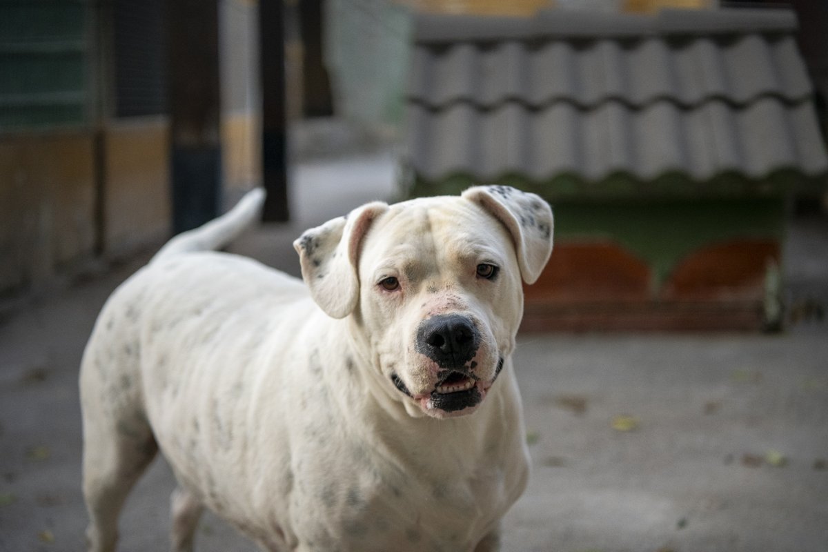 Protectora d'Animals d'Osona (@osonaprotectora) on Twitter photo Tota la vida a la Protectora d’Animals d’Osona des de cadell 😭. El gos de raça blanc que tant agrada fins que detecten que és sord. I, pam, abandonament. Busquem una família que vulgui ADOPTAR en Melindro.
📩 Escriu-nos DM o a infoproteosona@gmail.com
📷 <a href="/_belgnzalez/">Bel González</a> Tota la vida a la Protectora d’Animals d’Osona des de cadell 😭. El gos de raça blanc que tant agrada fins que detecten que és sord. I, pam, abandonament. Busquem una família que vulgui ADOPTAR en Melindro.
📩 Escriu-nos DM o a infoproteosona@gmail.com
📷 <a href="/_belgnzalez/">Bel González</a>