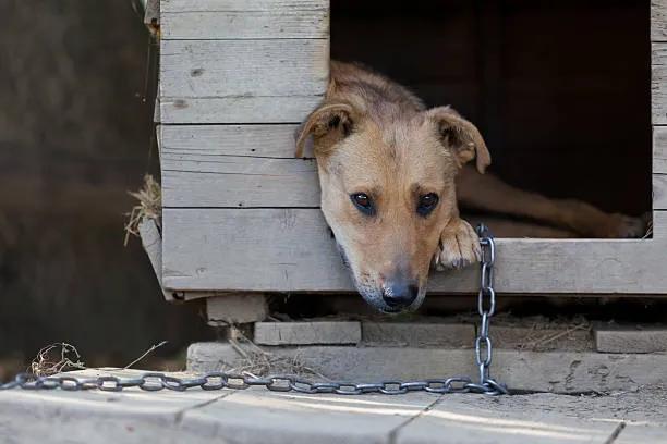 FiorellaArcodi1's tweet photo. Leggo di una donna, una maestra di scuola di Giugliano, che ha abbandonato il cane legato sotto il sole e se ne è andata in vacanza il 9

Agosto.

La creatura è morta atrocemente e la stronza, contattata dalle autorità, ha risposto che sarebbe tornata il giorno 23 dopo le ferie.

A me questo distrugge.