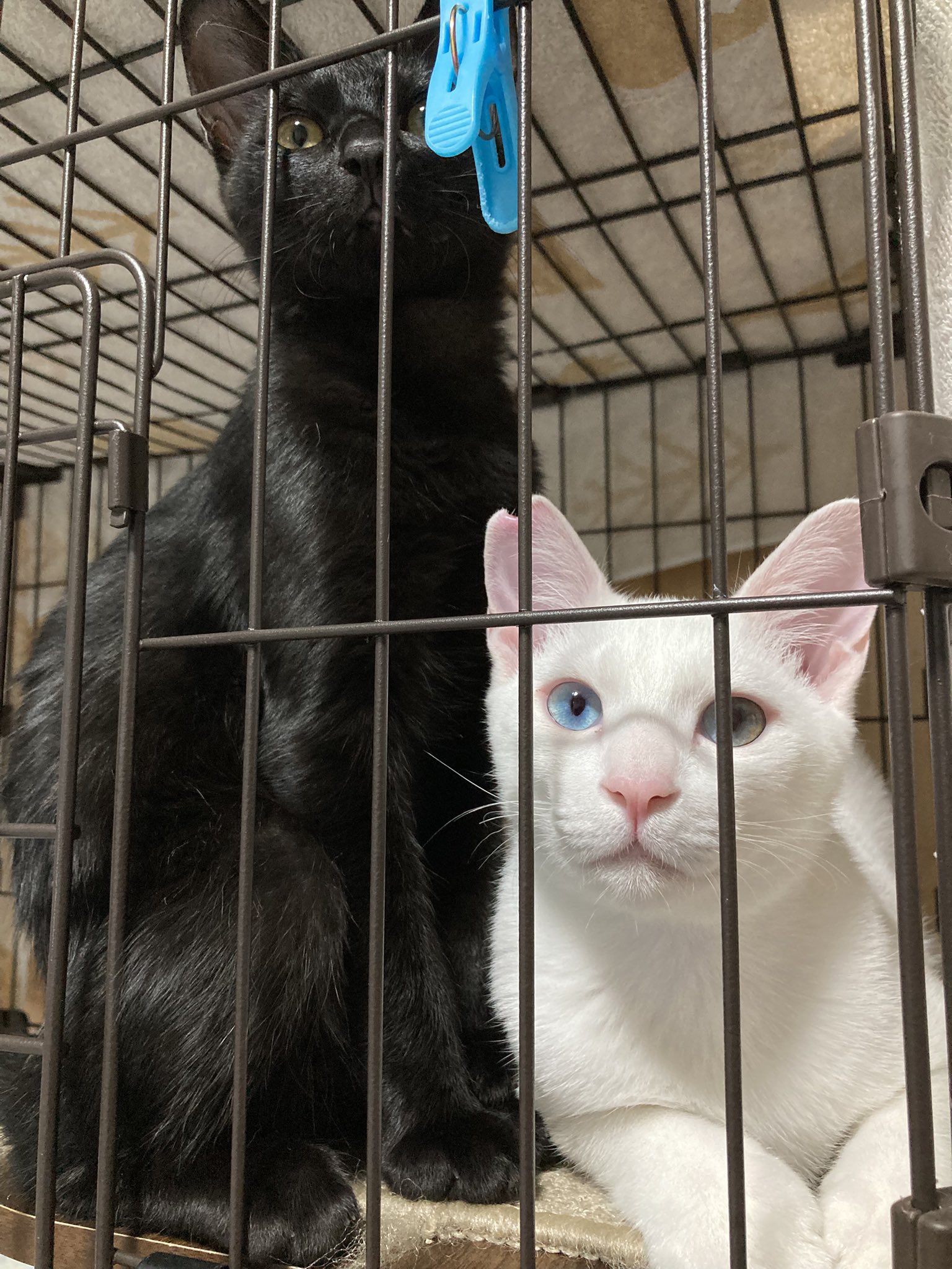 萌猫 8/1-8/13 8月小红书团购KW182 2in1耳机猫咪抱枕毯RM39 款式