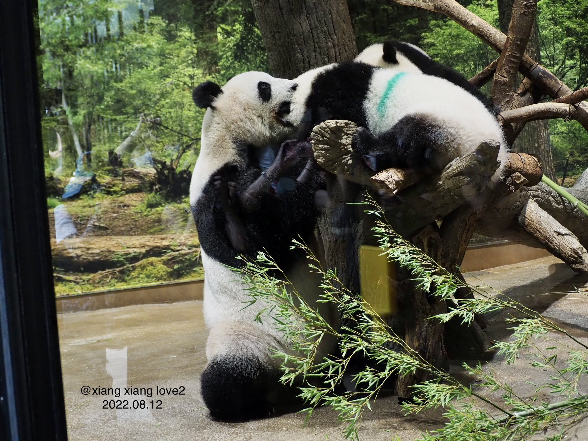 ヘレンド【大人の動物園】ボールで遊ぶ犬 ヘレンド【大人の動物園】ボールで遊ぶ犬