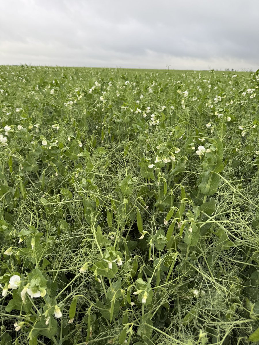 Good morning. There is more good news for Western Canada. 

This morning, China launched an anti-dumping investigation into Canadian pea starch imports.
The latest tit-for-tat trade move comes after Canada imposed tariffs targeting Chinese steel last month.

Where is Carney? Oh,