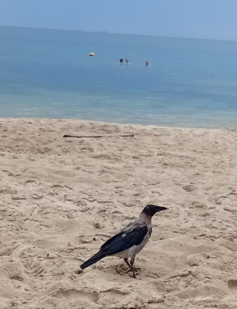 Катерина Галич tweet media