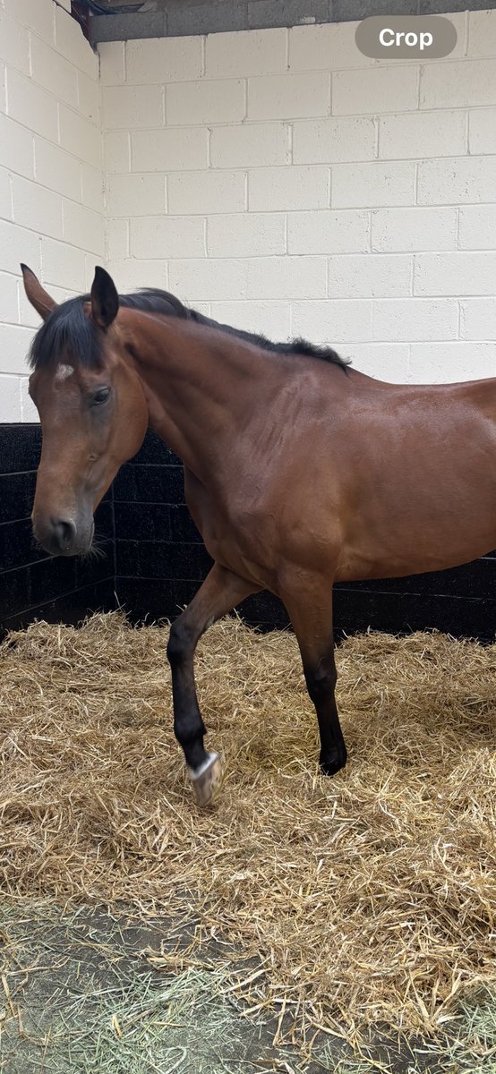 Closutton Racing Club tweet media