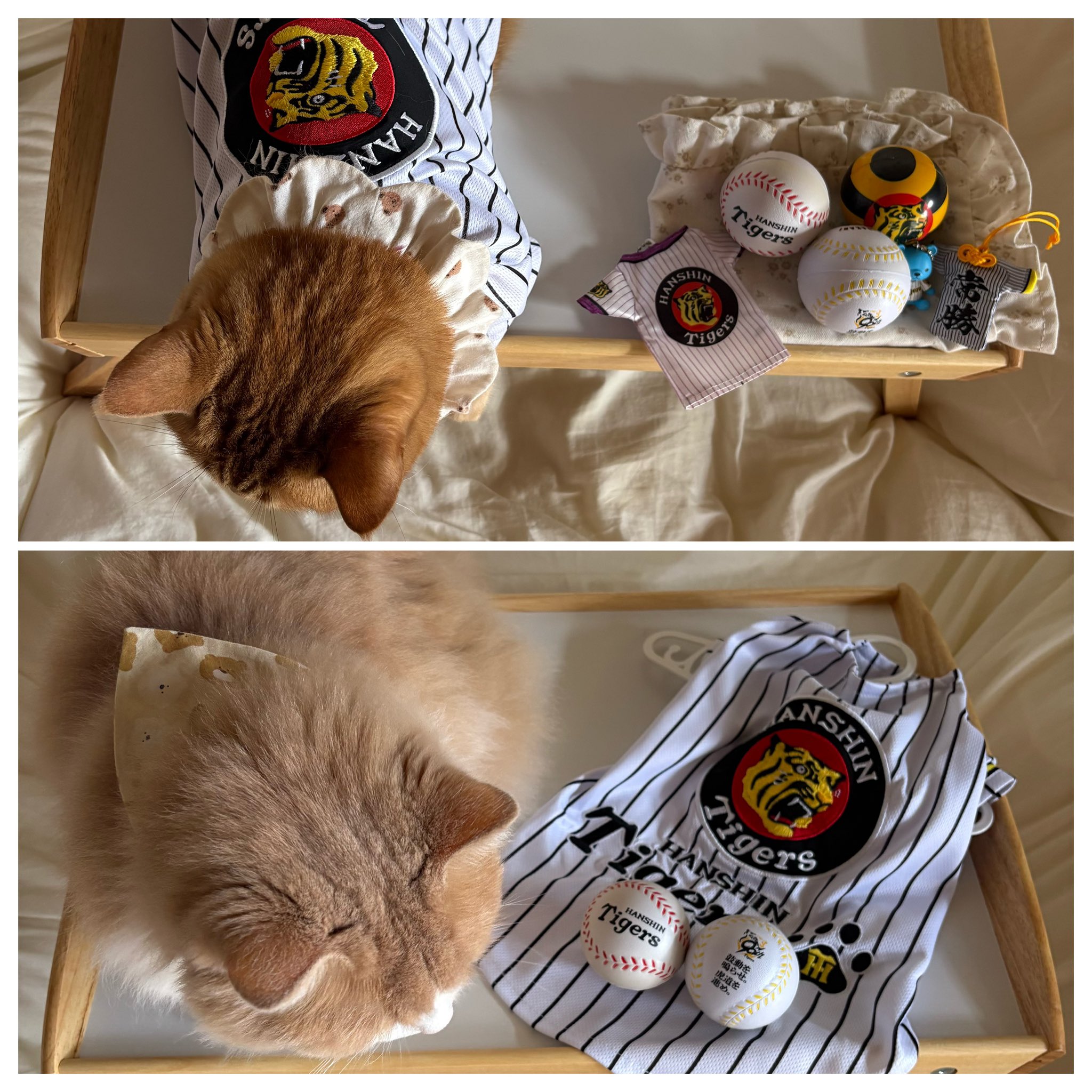 トラミねこ 4994527878104_c999_a001_ps.jpg