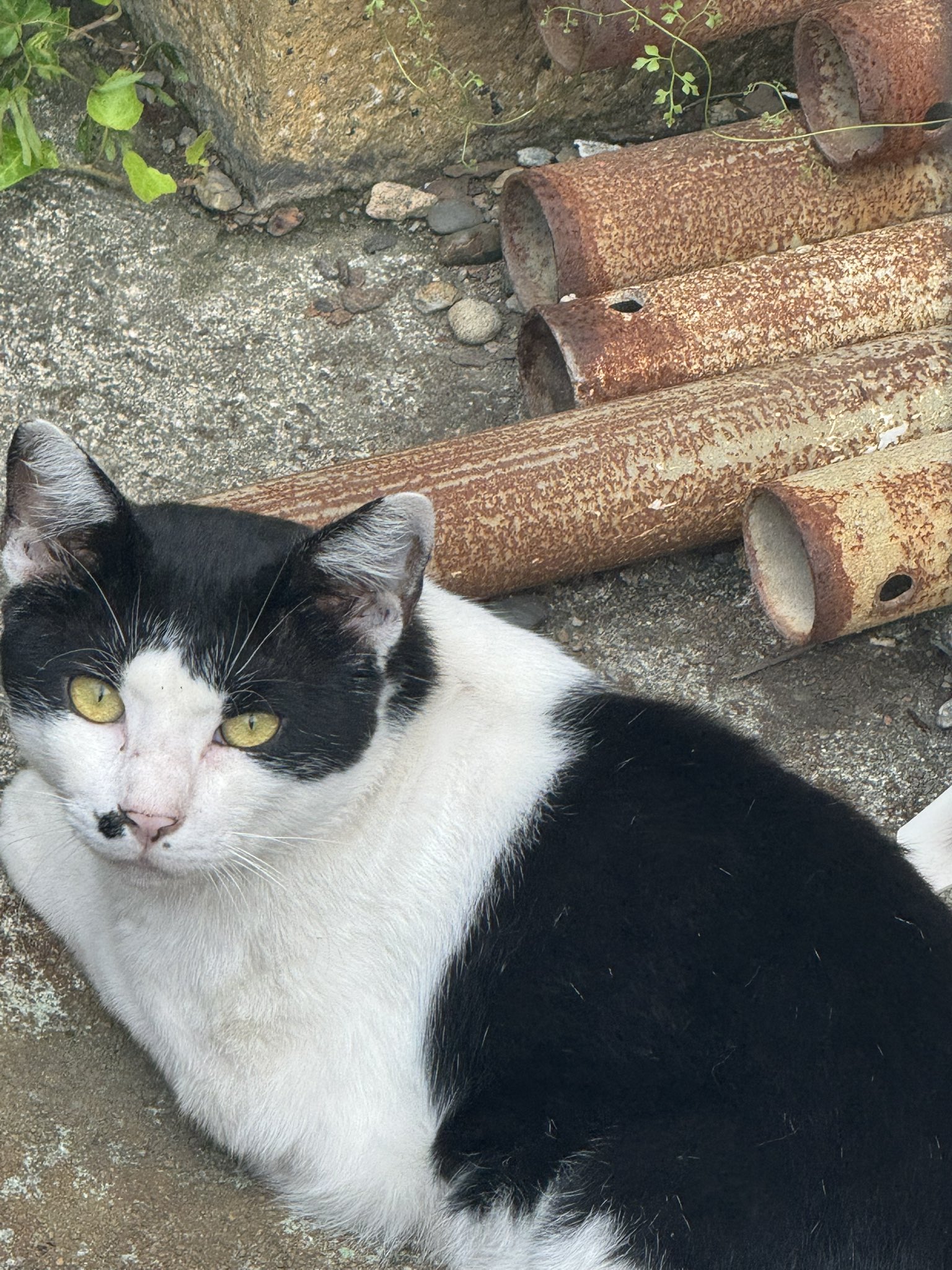 ねこ 楽天市場】猫 置物 「 WELCOME サバ白 」 子ねこ 約21×7.5×H13cm