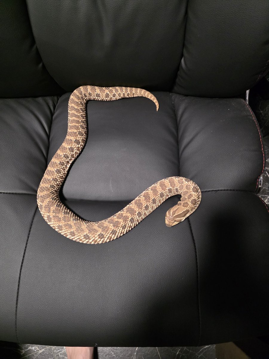 zyamondo_27's tweet image. うちのビックマムさん脱皮前でさらに大きくなるみたい😑
#セイブシシバナヘビ
#シシバナ
#hognose