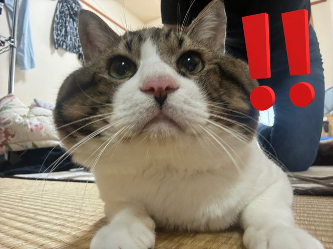 Twitterのコスプレ画像18