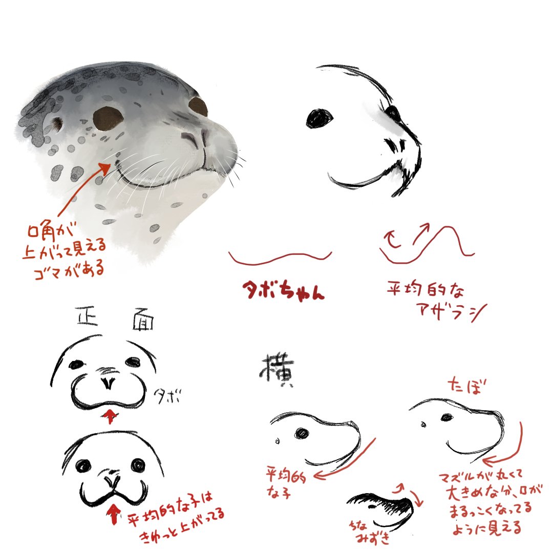 なんでタボちゃんが四六時中上下左右どこから見てもワロてるように見えるのかという私なりの考察