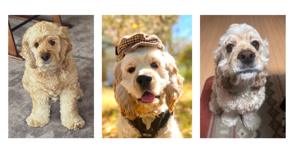 エース&ノワ(🐶アメコカ🐶) (@Vz6843) / X