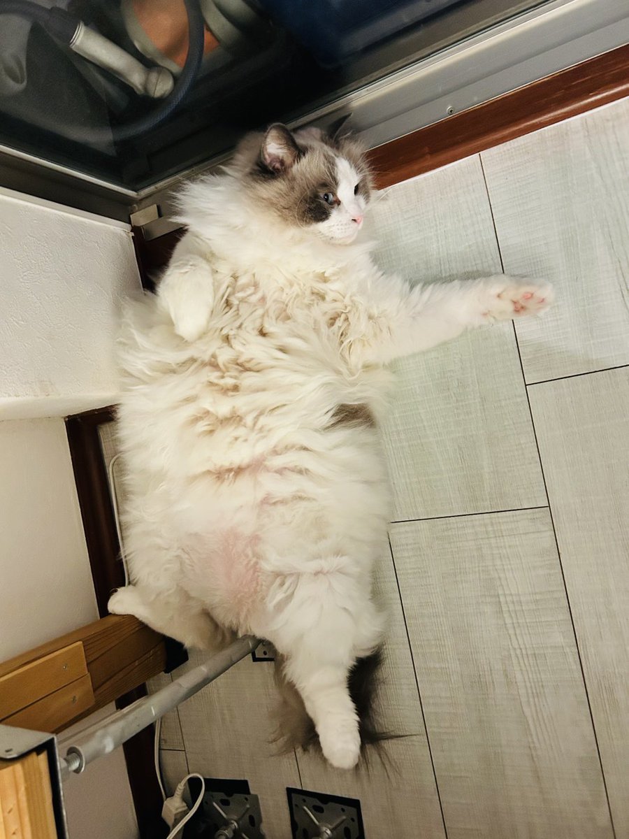 無防備にもほどがある

#ねこ #猫 #cat
