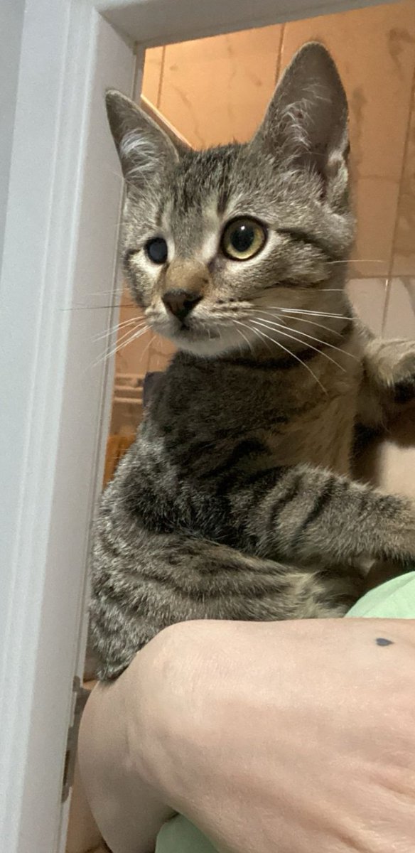 Merhaba ben cingöz Erik 3-4 aylık bir bebeğim klinik kafesinden pansiyona taşındım. İstanbul'da yuva arıyorum. İlk karma aşım yapıldı. Kucak harika bir şeymiş!!? Beni kucaklamak ailem olmak ister misin?