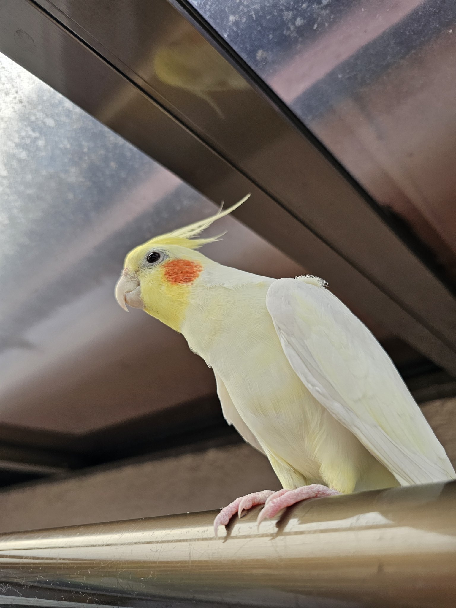 オカメインコさま専用ページ オカメインコ - Search / X