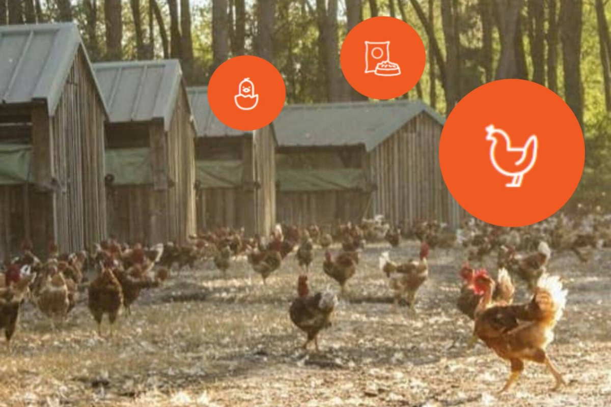 Poultry World_global tweet media