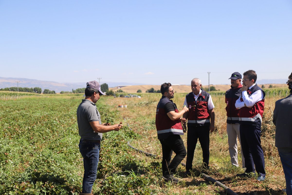 İl Müdürümüz Sayın Mehmet Fatih AKTAY, Bitkisel Üretim Şube Müdürümüz ve A Haber ekibi eşliğinde, tarımsal desteklemelerden faydalanarak çilek üretimi gerçekleştiren üreticimizi ziyaret etti. Ziyarette üretim alanlarında incelemelerde bulunarak üretim süreçleri hakkında bilgi
