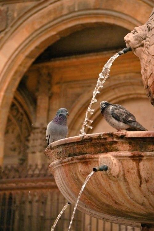 keskinrasit's tweet image. İyi bir şeyler söylemeliyim diyorum her gün uyandığımda. Ülkenin kişi başına düşen endişe, umutsuzluk, mutsuzluk payını bir parça aşağı çekebilme gayreti...
Karınca kararınca...