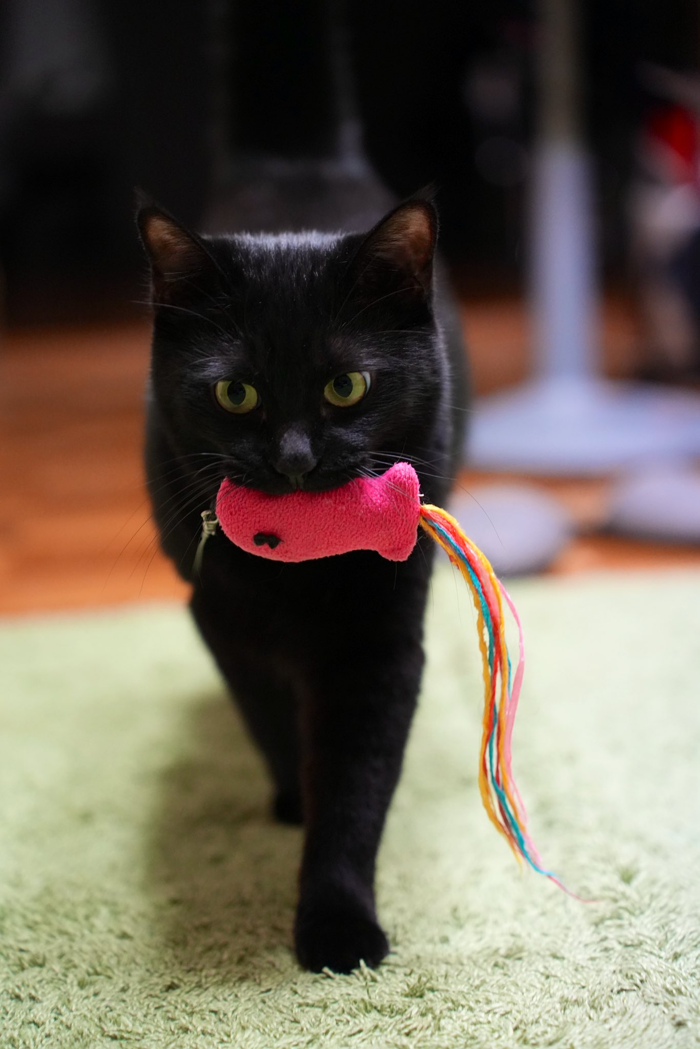 黒猫つくねちゃん太しっぽ on X: 