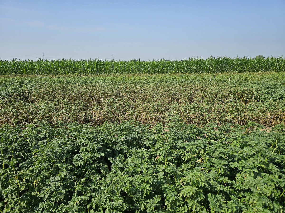Vanmorgen het #SPP #SustainablePotatoPlatform met #Nufarm, te Elst bekeken. Onderstaande foto laat overduidelijk het verschil zien in aantasting door #phytophthora #infestans tussen een vatbaar ras en een #topresistent ras #PeterPan
