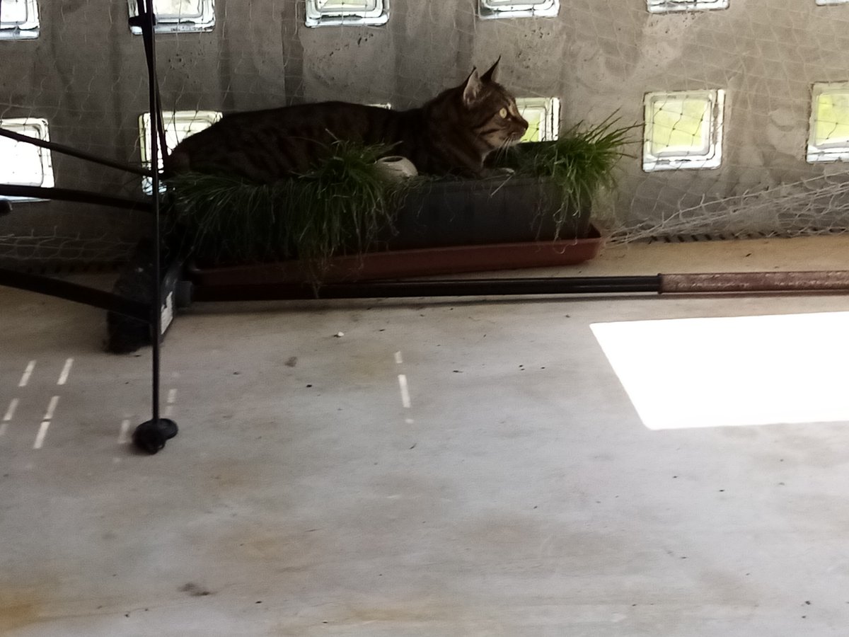 ..... 🐈Áine tarnt sich im hohen gras bei der vogelbeschau.....