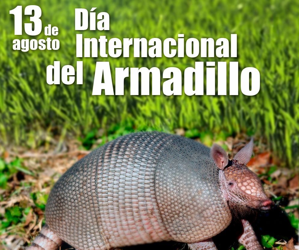 GilbertoBrenis's tweet image. Hoy es Día Internacional del #Armadillo.