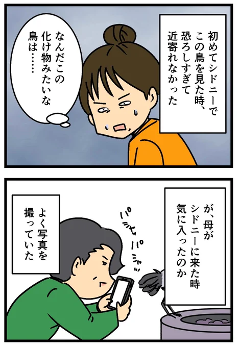 オーストラリアの鳥、『ビンチキン』(2/2) 