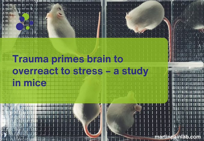 EARA_PL's tweet image. 🧠 Badania na myszach z @UofT pokazują, jak dawne urazy mogą zwiększać wrażliwość na #stres i #ból — nawet wiele miesięcy po wyleczeniu 
🔬 Kluczową rolę odgrywa hormon stresu i receptor #TRPA1 („wasabi”). Nowe spojrzenie na leczenie bólu przewlekłego i lęku.
  #nauka #EARA