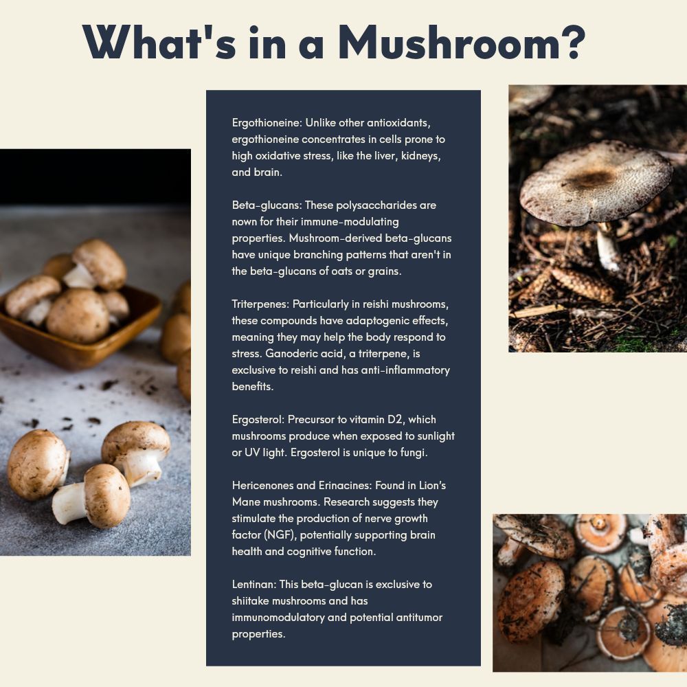 DrKristieLeong's tweet photo. Mushrooms are far more than a pizza topping—they're a nutritional powerhouse. Rich in plant-based protein, vitamin D, vitamin B6 (which supports red blood cell formation), and unique compounds shown in the infographic. 

While white button and portabella varieties dominate grocery shelves, there are over 14,000 mushroom species out there, each with its own unique texture, color, and flavor profile. 

Explore beyond the basics—your taste buds and your body will thank you.
 
#MushroomBenefits 
#PlantBasedProtein