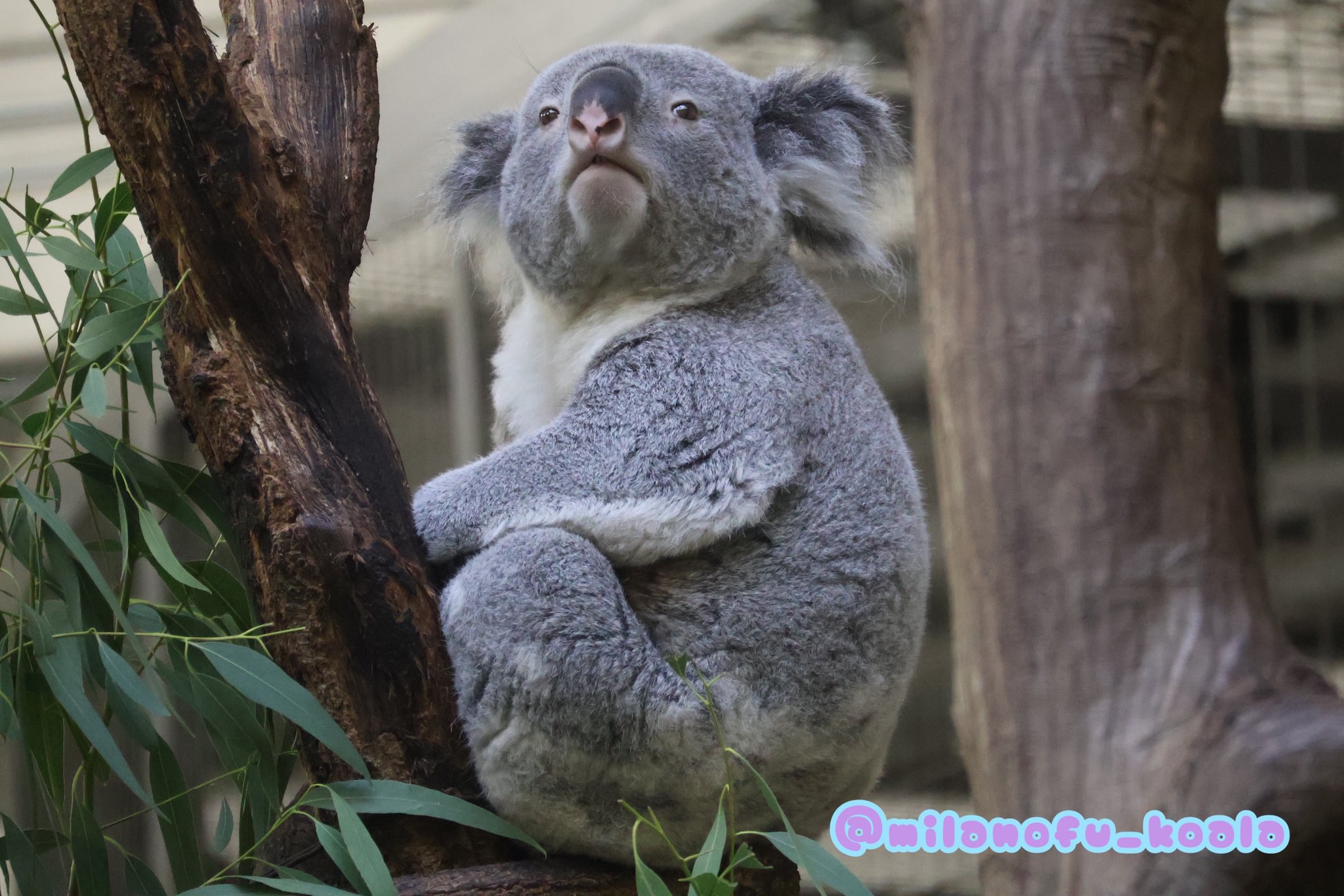 みらの🐨 on X: 