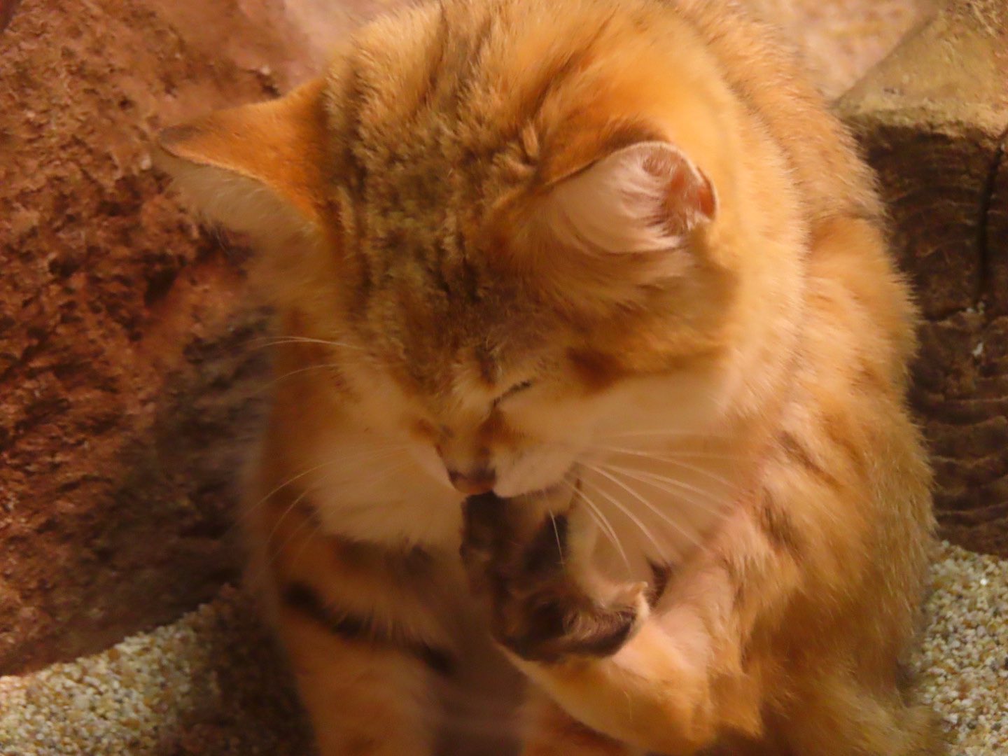 chica0726-cats&animals (@cats_chica0726) / X