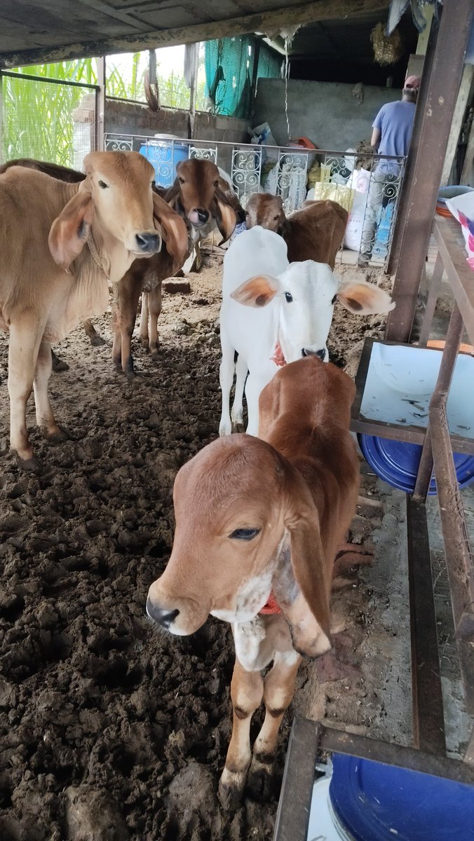 KishorWadk12676's tweet photo. My kind of mediation ❤️..
#desicows #indigenouscows #A2milk #healthylife #Rurban #savesoil #simpleliving #Gircows https://t.co/hNDKyENTJG