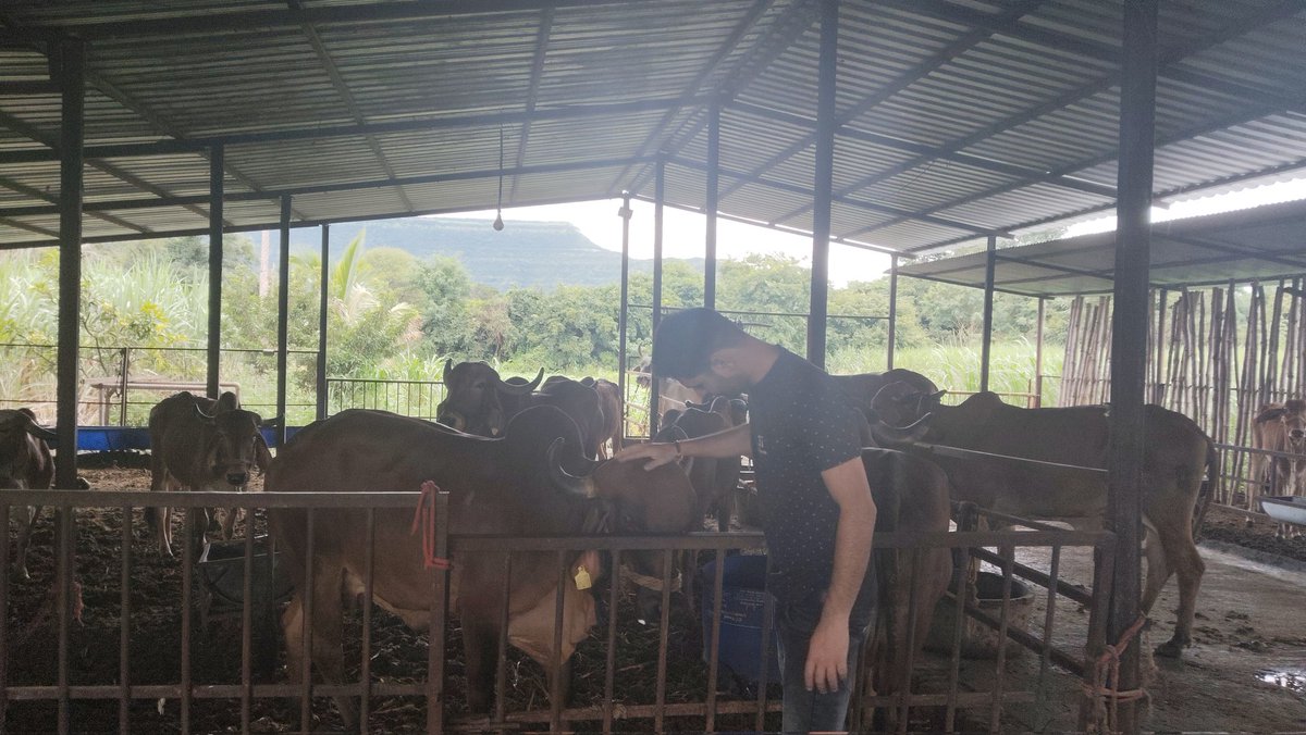 KishorWadk12676's tweet photo. My kind of mediation ❤️..
#desicows #indigenouscows #A2milk #healthylife #Rurban #savesoil #simpleliving #Gircows https://t.co/hNDKyENTJG