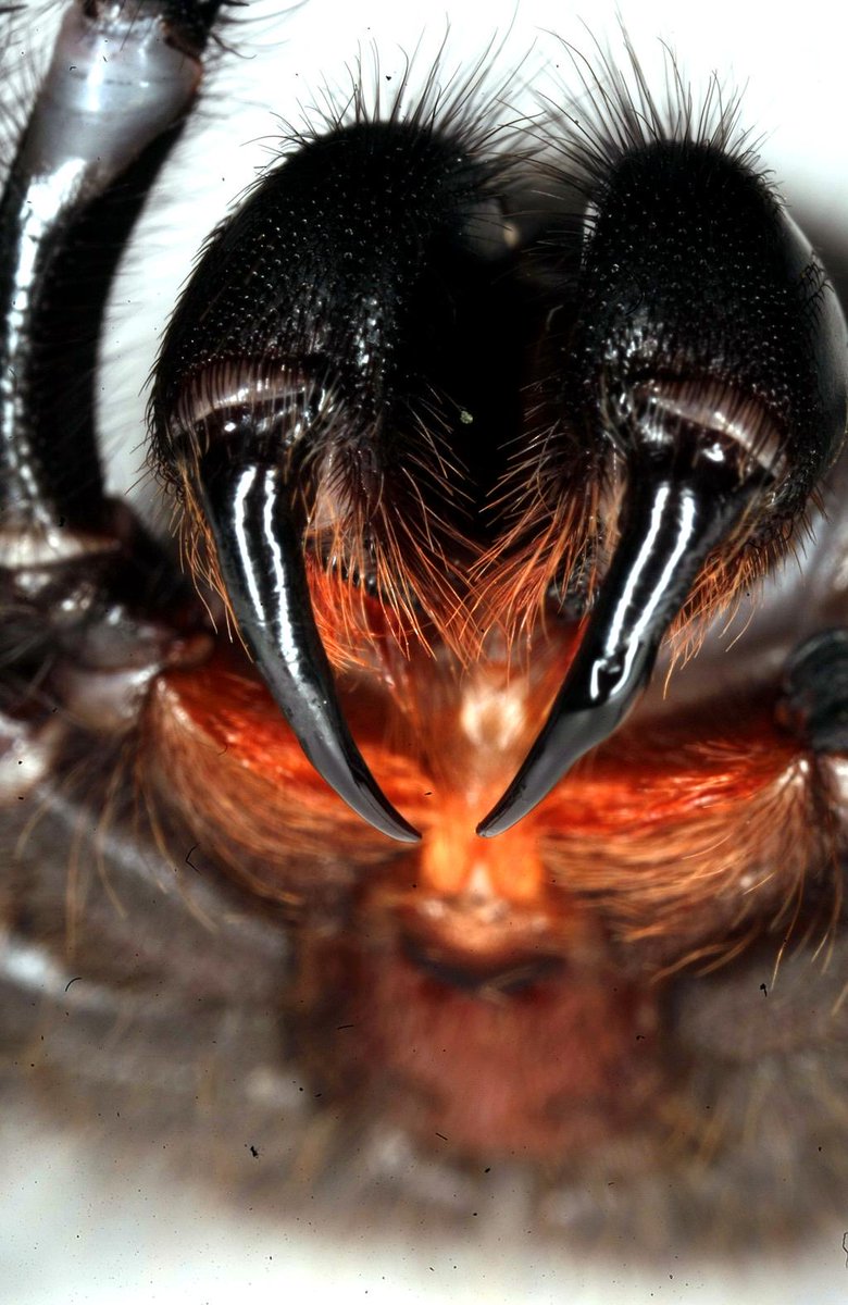 Nancy Cushing, BA Hons, PhD (History) tweet media