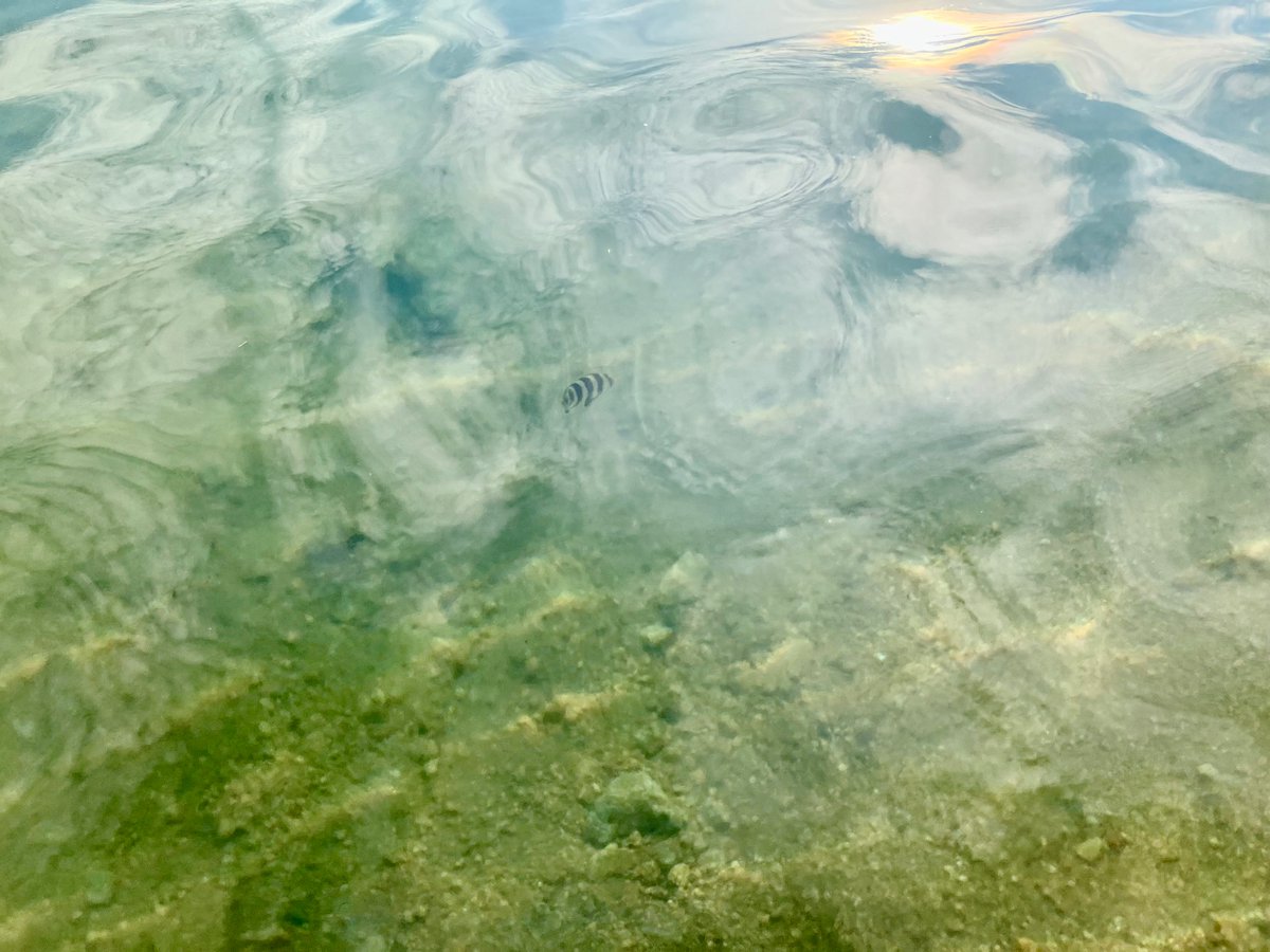 帰ろう...

やわらかい海に
すべてを溶かすんだ

ぷかぷか揺れる
クラゲにのって

ちいさなお魚たちと
おしゃべりした

ひらひら忙しい
ちっぽけなヒレ

泣きそうなくらい
勇気をくれた

世界はこんなにも
美しいいのちで
あふれてた

帰ろう
ぼくも

美しいいのち

美しい自然のいちぶ