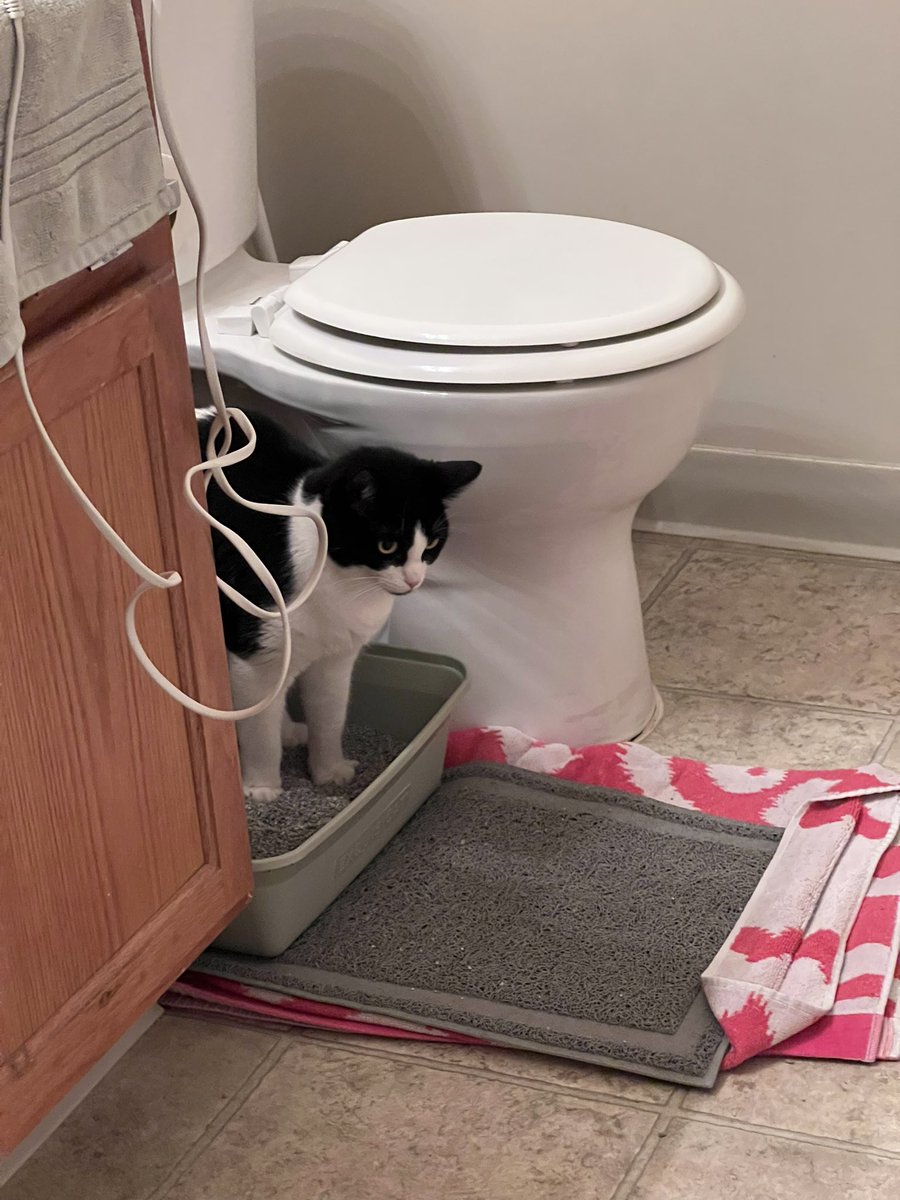 roni ᵕᴗᵕ tweet media