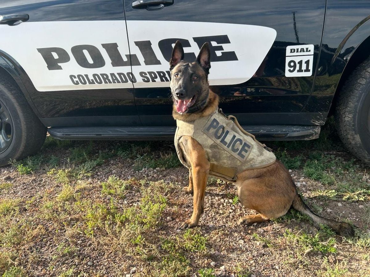 VIK9s's tweet photo. 🐾 Remember K9 Riggs from last week? 💙
Despite being kicked, punched & slammed with a gate, he walked away unharmed—thanks to his ballistic vest from the community! 🛡️
These vests save lives. Help protect the next hero!!
#VestedAndReady #ProtectThePaw #vik9s https://t.co/Dk1fzk6jdv
