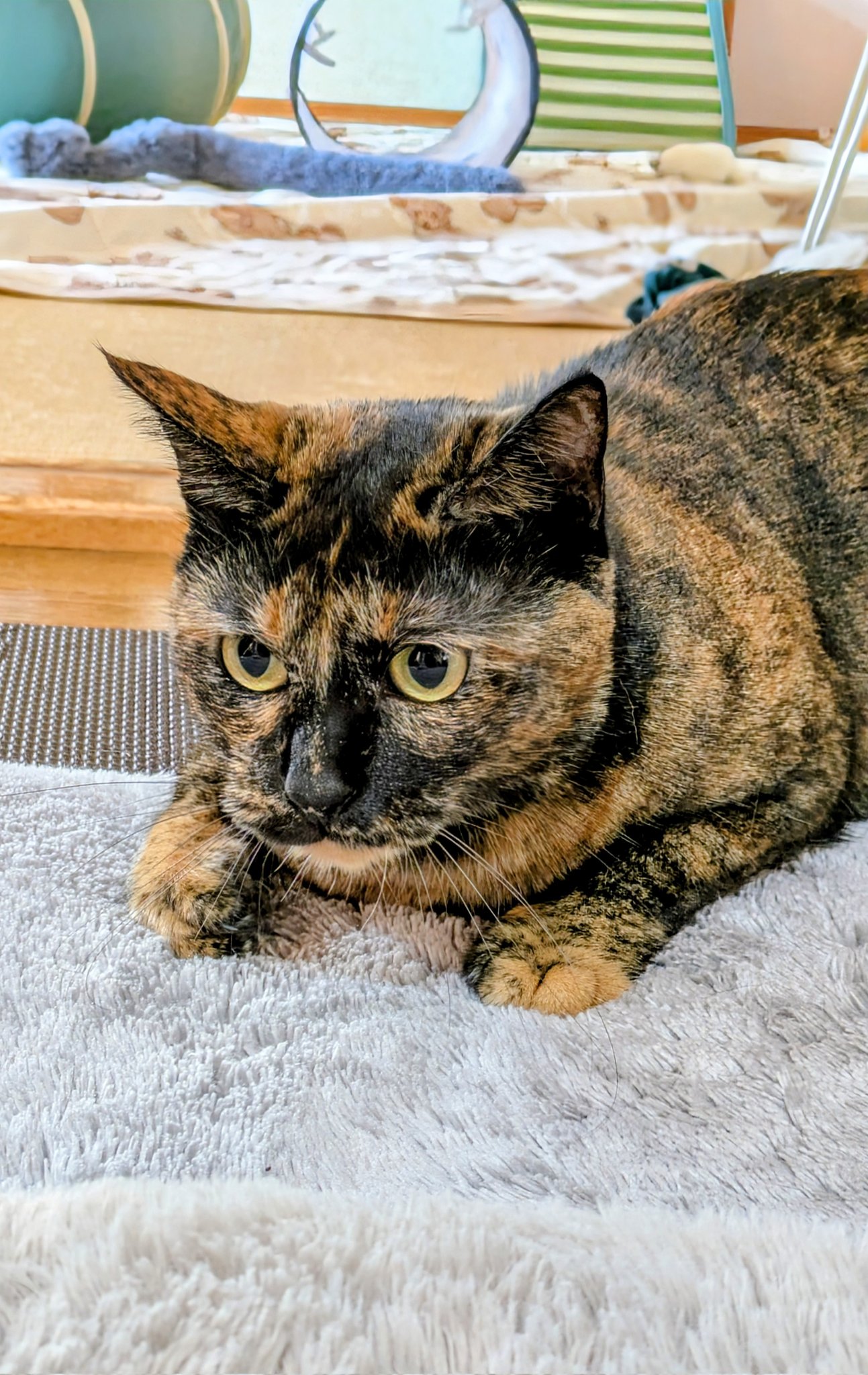 「サビ猫」ポジャギ　けいとたまちゃんです！！！ サビ猫たまちゃん on X: 
