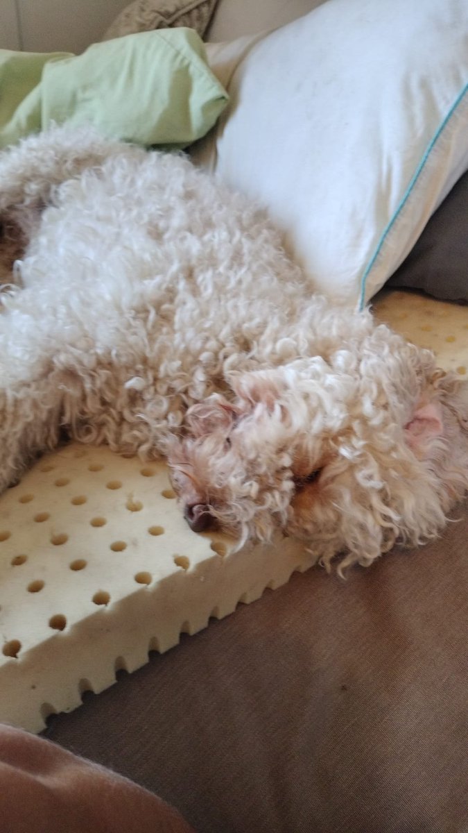 TITCHY HOME SAFE. THANKS FOR RT's 😊🐕🐾

🆘11 AUG 2025 #Lost Titchy #ScanMe
White Cockerpoo Male 
Park Road #Faringdon #Oxfordshire #SN7 doglost.co.uk/dog/199526
