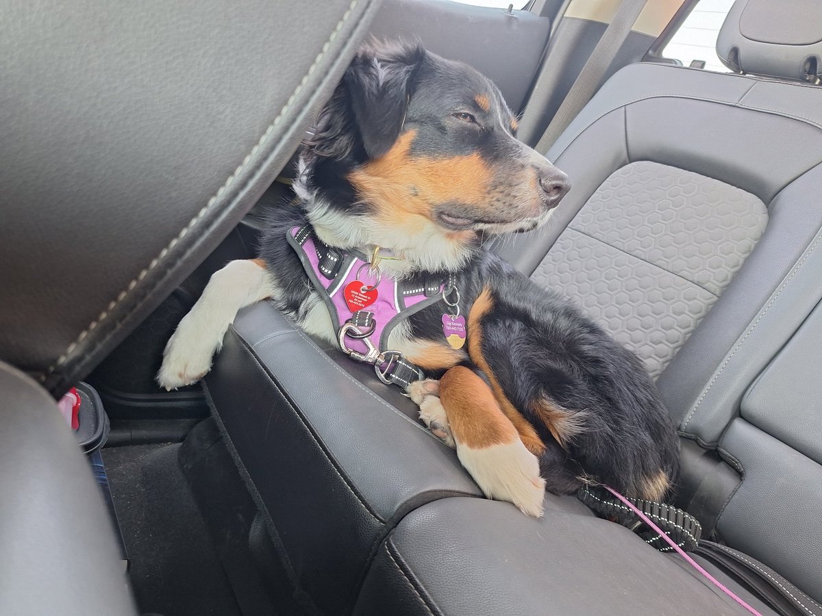 rhinogramma's tweet photo. @DanielleTrotta Happy birthday Izzie! Our 7 month old today Aussie puppy Gigi....riding is fun but it makes you sleepy!  44 pounds already! What's the most medical waivers granted to 1 driver? https://t.co/hqoxtTnpRY