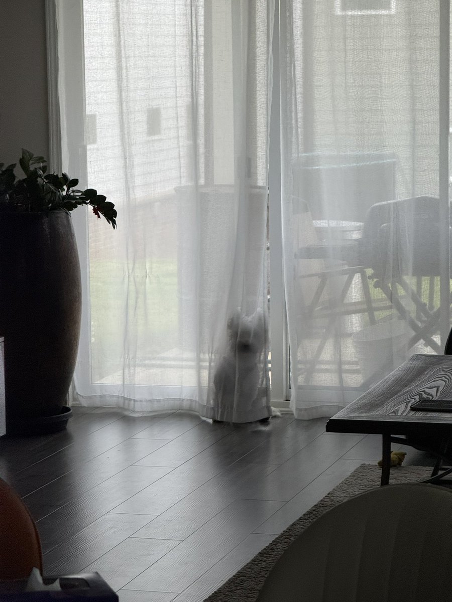 For those who have dogs, how do I get mine to stop jumping on chairs and ultimately tables 😟 Everytime I catch him, he goes and hides behind the curtains